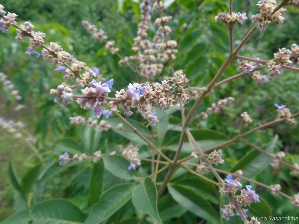 Vitex altissima L.f.